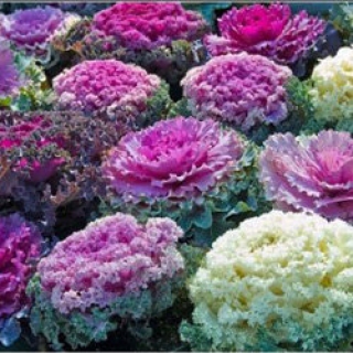 img-0: Капуста декоративная Осака Микс [1000 шт] - ООО «Семена Тут»