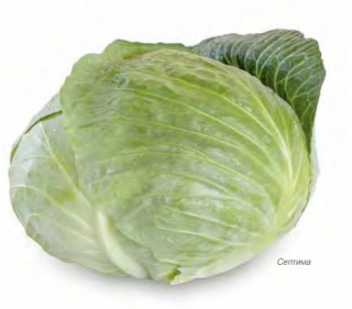 Капуста белокочанная Септима F1 - ООО «Семена Тут»