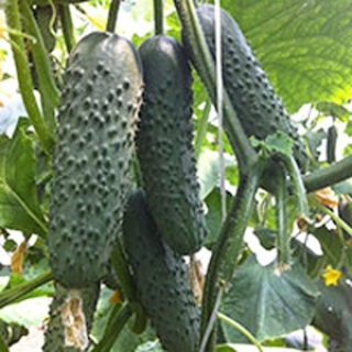 Огурец Седрик F1* - ООО «Семена Тут»