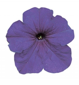 Петуния грандифлора Фалькон Блю [5000 драже] - ООО «Семена Тут»
