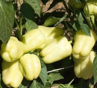 Перец Халиф F1 - ООО «Семена Тут»