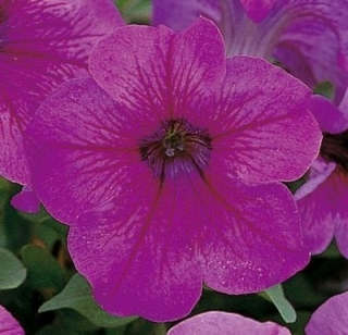 Петуния грандифлора Игл Плам Вейн [1000 драже] - ООО «Семена Тут»