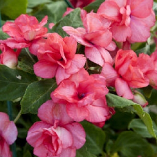 Бальзамин махровый Афина Корал [1000 шт] - ООО «Семена Тут»