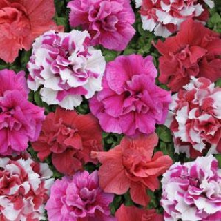 Петуния махровая многоцветковая Бонанза Микс [1000 драже] - ООО «Семена Тут»