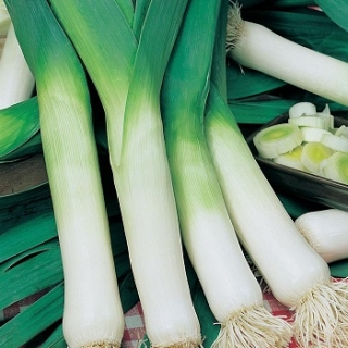 Лук порей Победитель (инкруст. семена) - ООО «Семена Тут»