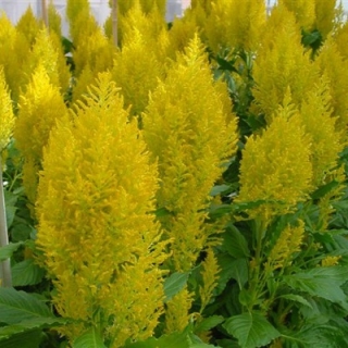 Целозия перистая Сандэй Еллоу [1000 шт] - ООО «Семена Тут»