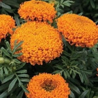 Бархатцы прямостоячие Купид Голден Оранж - ООО «Семена Тут»