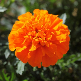 Бархатцы отклоненные Креста Дип Оранж [1000 шт] - ООО «Семена Тут»