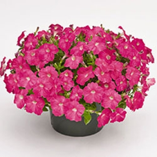 Петуния ампельная Саксесс Пинк  [100 драже] - ООО «Семена Тут»