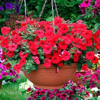 Петуния ампельная Фото Финиш Ред [1000 драже] - ООО «Семена Тут»