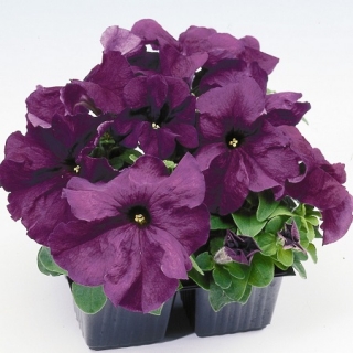 Петуния грандифлора Лимбо Джи Пи Дип Парпл [5000 драже] - ООО «Семена Тут»