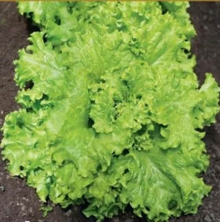 Салат Русич - ООО «Семена Тут»