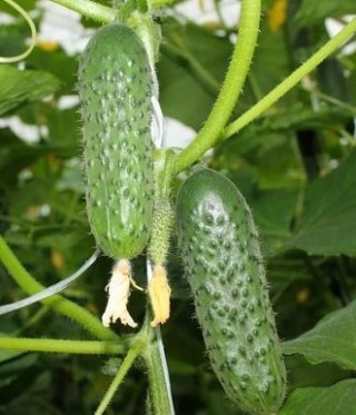 img-0: Огурец СВ 3506 ЦВ F1 - ООО «Семена Тут»