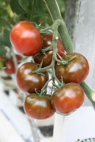 img-1: Томат Виагра F1 - ООО «Семена Тут»