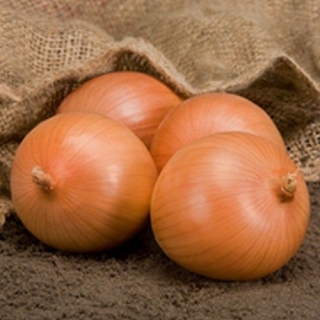Лук репчатый Сафран F1 - ООО «Семена Тут»