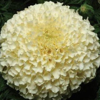 Бархатцы прямостоячие Ванилла F1 [100 шт] - ООО «Семена Тут»