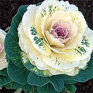 Капуста декоративная Крейн Роуз [1000 шт] - ООО «Семена Тут»