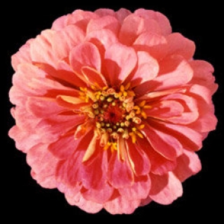 Цинния Мастер Пинк [100 шт] - ООО «Семена Тут»