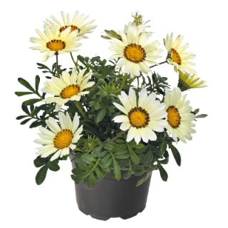 img-0: Газания Зени F1 Вайт [100 шт] - ООО «Семена Тут»