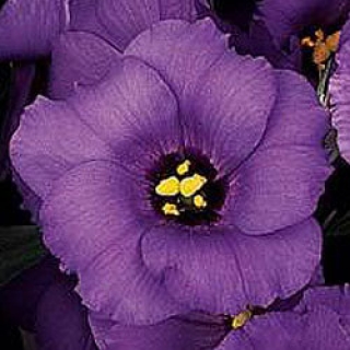 Эустома Сапфир Блю [250 драже] - ООО «Семена Тут»