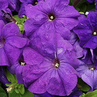 Петуния грандифлора Лимбо Джи Пи Мид Блю [5000 драже] - ООО «Семена Тут»