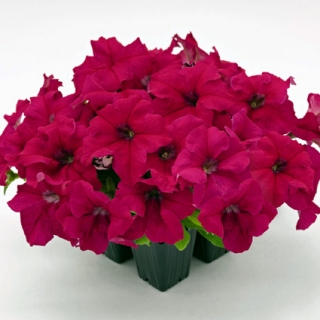 Петуния грандифлора Саксесс 360° Дип Роуз [50 драже] - ООО «Семена Тут»