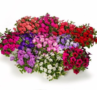 Петуния миллифлора Флэш Форвард Микс [50 драже] - ООО «Семена Тут»