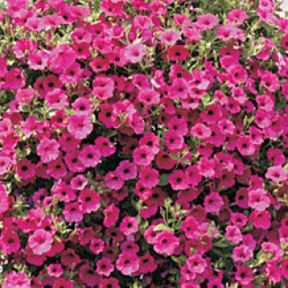 Петуния ампельная F1 Парпл Вельвет [1000 драже] - ООО «Семена Тут»