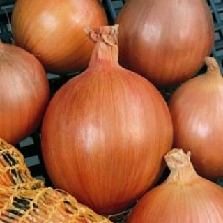 Лук репчатый Бургос F1 - ООО «Семена Тут»