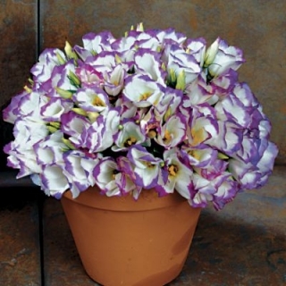 Эустома Сапфир Блю Чип [1000 драже] - ООО «Семена Тут»