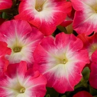 Петуния мультифлора Мерлин Ред Морн [1000 драже] - ООО «Семена Тут»