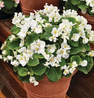 img-1: Бегония вечноцветущая Волюмия Вайт [1000 шт] - ООО «Семена Тут»