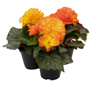 img-1: Бегония клубневая Нонстоп Флейм [1000 драже] - ООО «Семена Тут»