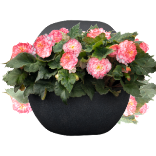 img-1: Бегония клубневая Нонстоп Роуз Пикоти [500 драже] - ООО «Семена Тут»