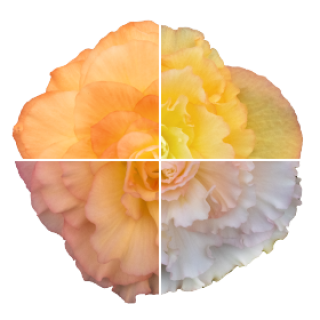 img-0: Бегония клубневая Нонстоп Пич Шейдес [100 драже] - ООО «Семена Тут»