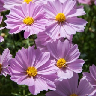 img-1: Космея Апполо Пинк [500 шт] - ООО «Семена Тут»