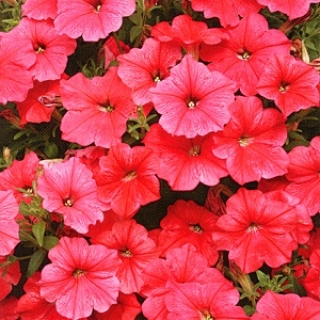 Петуния ампельная F1 Вельвет Салмон Шейдез [1000 драже] - ООО «Семена Тут»