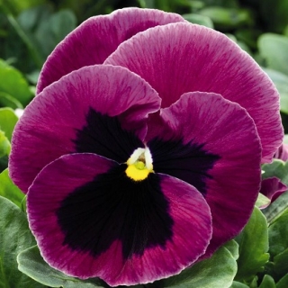 Виола крупноцветковая Инспайер Плюс Пинк Шейдес [50 шт] - ООО «Семена Тут»