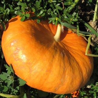 Тыква Руж Виф Детамп - ООО «Семена Тут»