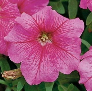 Петуния грандифлора Игл Пинк Вейн [1000 драже]* - ООО «Семена Тут»
