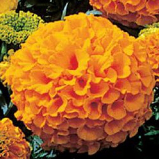 Бархатцы прямостоячие Антигуа Оранж [50 шт] - ООО «Семена Тут»