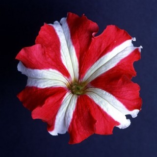 Петуния грандифлора Донна Стар Ред энд Вайт [1200 драже] - ООО «Семена Тут»