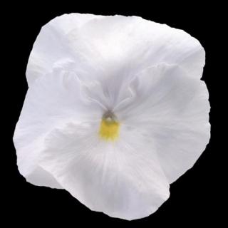 Виола крупноцветковая Пауэр Клеа Вайт [1000 шт] - ООО «Семена Тут»