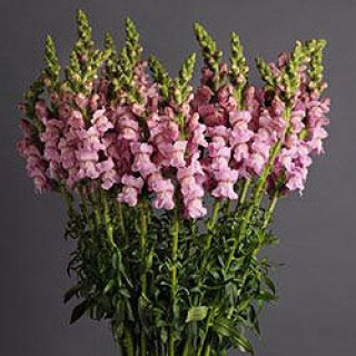 Львиный зев Потомак (группа 3,4) Лавендер [1000 шт] - ООО «Семена Тут»