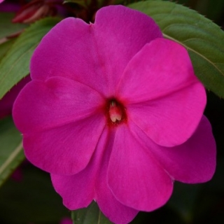 Бальзамин новогвинейский Дивайн Орхид [100 шт] - ООО «Семена Тут»