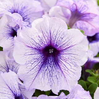 Петуния мультифлора Мамбо Джи Пи Сильвер Блю [1000 драже] - ООО «Семена Тут»