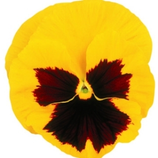 Виола крупноцветковая Матрикс Еллоу Блотч [100 шт] - ООО «Семена Тут»