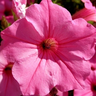 Петуния грандифлора Игл Роуз [5000 драже] - ООО «Семена Тут»