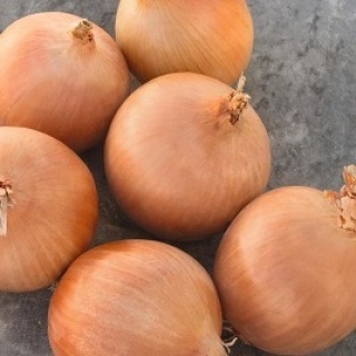 Лук репчатый Седона F1 - ООО «Семена Тут»