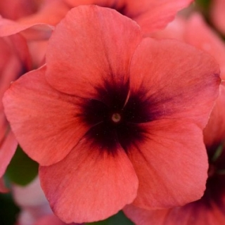 Катарантус Тату Папайа [250 шт] - ООО «Семена Тут»